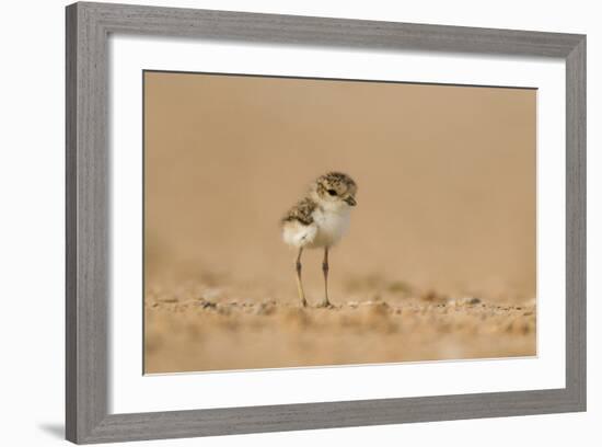 Collared Plover-Joe McDonald-Framed Photographic Print