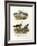 Collared Pratincole, 1864-null-Framed Giclee Print