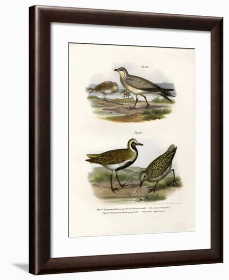 Collared Pratincole, 1864-null-Framed Giclee Print