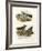 Collared Pratincole, 1864-null-Framed Giclee Print