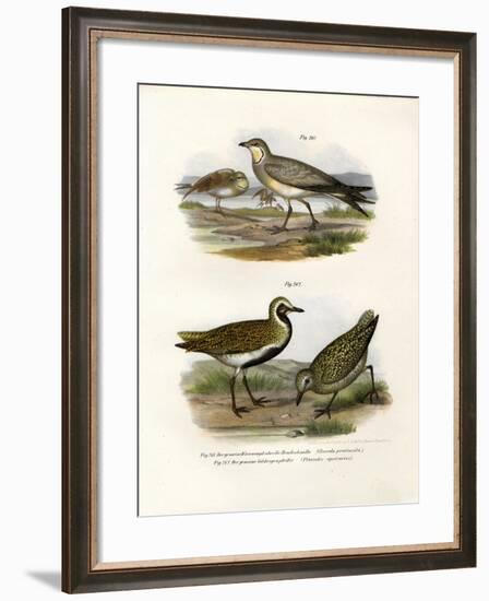 Collared Pratincole, 1864-null-Framed Giclee Print