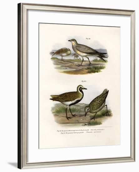 Collared Pratincole, 1864-null-Framed Giclee Print