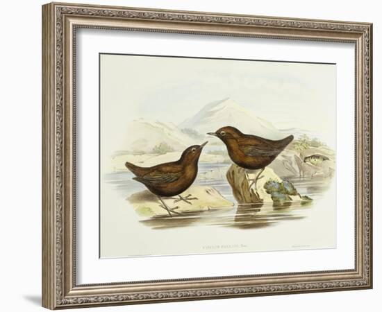 Collared Sparrowhawk (Accipiter Cirrocephalus)-John Gould-Framed Giclee Print