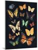 Collected Flutter III-Victoria Barnes-Mounted Art Print