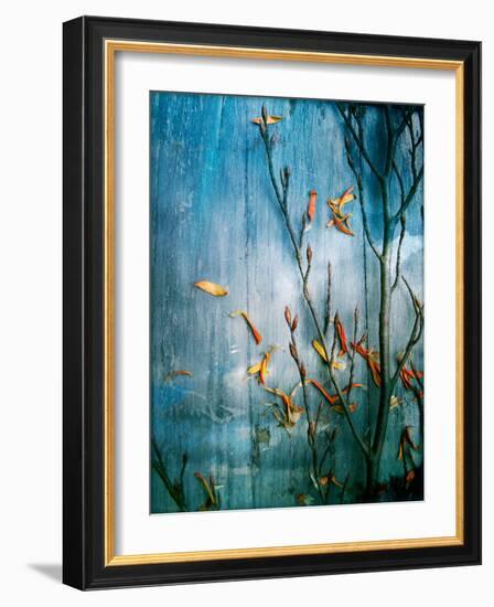 Collected Plants and Gerber Daisy Petals on a Wooden Sky Background-Alaya Gadeh-Framed Photographic Print