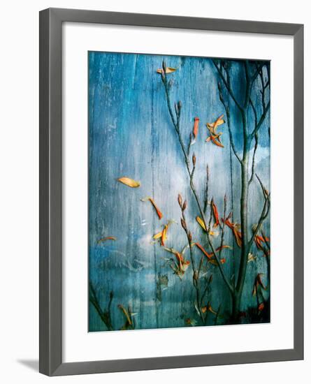 Collected Plants and Gerber Daisy Petals on a Wooden Sky Background-Alaya Gadeh-Framed Photographic Print