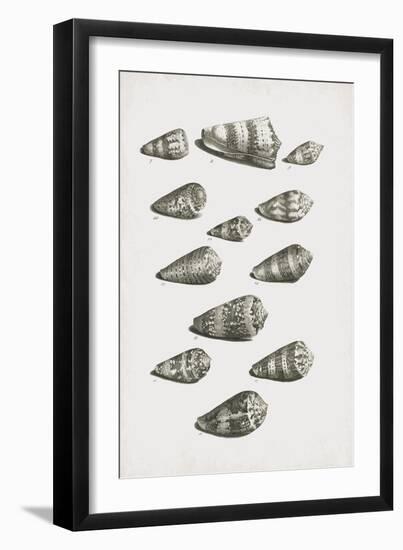 Collected Shells - Forage-The Vintage Collection-Framed Giclee Print