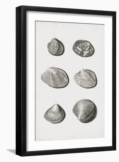 Collected Shells - Hexadic-The Vintage Collection-Framed Giclee Print