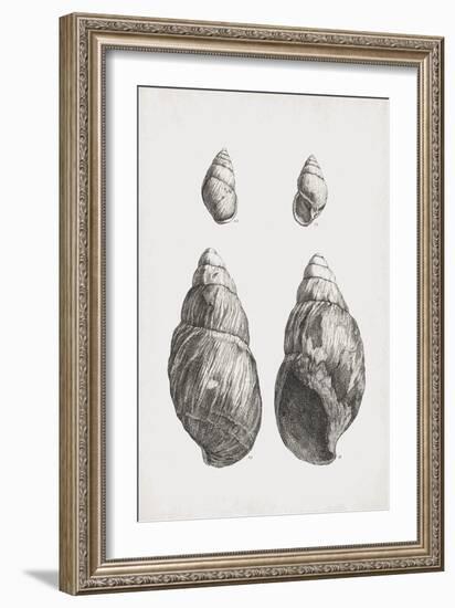 Collected Shells - Quartet-The Vintage Collection-Framed Giclee Print