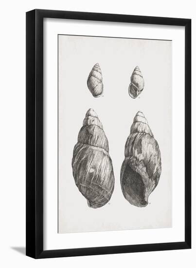 Collected Shells - Quartet-The Vintage Collection-Framed Giclee Print