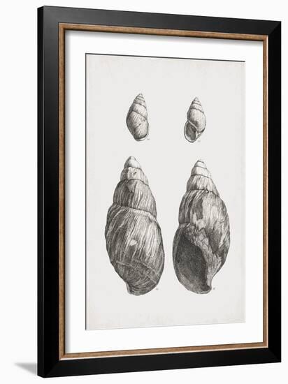 Collected Shells - Quartet-The Vintage Collection-Framed Giclee Print