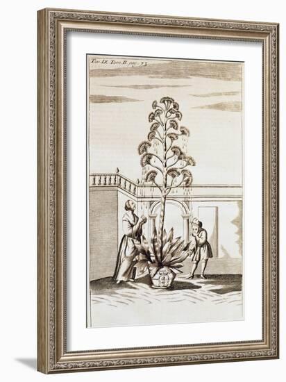 Collecting Aloe Juice from Spectacle De La Nature (Spectacle of Nature) by Noel-Antoine Pluche (168-null-Framed Giclee Print