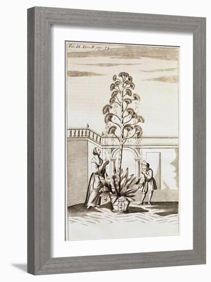 Collecting Aloe Juice from Spectacle De La Nature (Spectacle of Nature) by Noel-Antoine Pluche (168-null-Framed Giclee Print