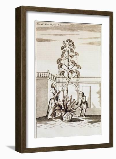 Collecting Aloe Juice from Spectacle De La Nature (Spectacle of Nature) by Noel-Antoine Pluche (168-null-Framed Giclee Print