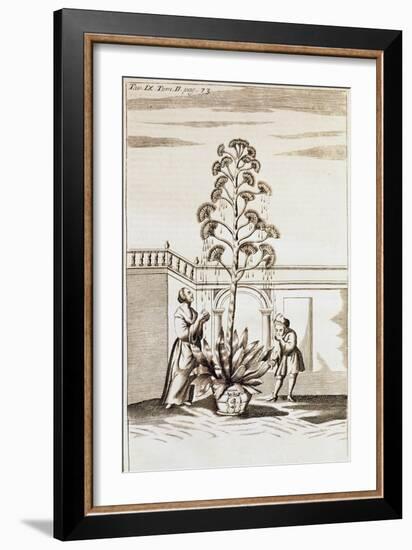 Collecting Aloe Juice from Spectacle De La Nature (Spectacle of Nature) by Noel-Antoine Pluche (168-null-Framed Giclee Print