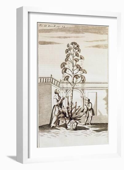 Collecting Aloe Juice from Spectacle De La Nature (Spectacle of Nature) by Noel-Antoine Pluche (168-null-Framed Giclee Print