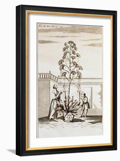 Collecting Aloe Juice from Spectacle De La Nature (Spectacle of Nature) by Noel-Antoine Pluche (168-null-Framed Giclee Print