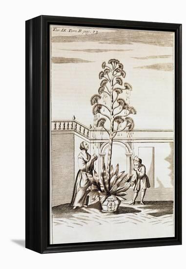 Collecting Aloe Juice from Spectacle De La Nature (Spectacle of Nature) by Noel-Antoine Pluche (168-null-Framed Premier Image Canvas