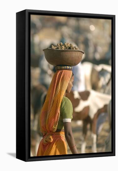 Collecting Camel Dung for Cooking Fires, Pushkar Camel Festival, Rajasthan, India-David Noyes-Framed Premier Image Canvas