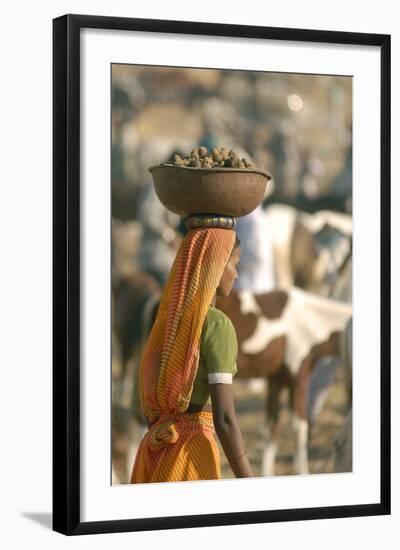 Collecting Camel Dung for Cooking Fires, Pushkar Camel Festival, Rajasthan, India-David Noyes-Framed Photographic Print