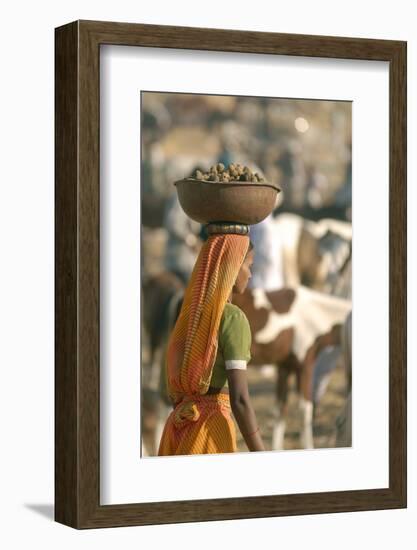 Collecting Camel Dung for Cooking Fires, Pushkar Camel Festival, Rajasthan, India-David Noyes-Framed Photographic Print