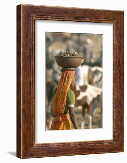 Collecting Camel Dung for Cooking Fires, Pushkar Camel Festival, Rajasthan, India-David Noyes-Framed Photographic Print