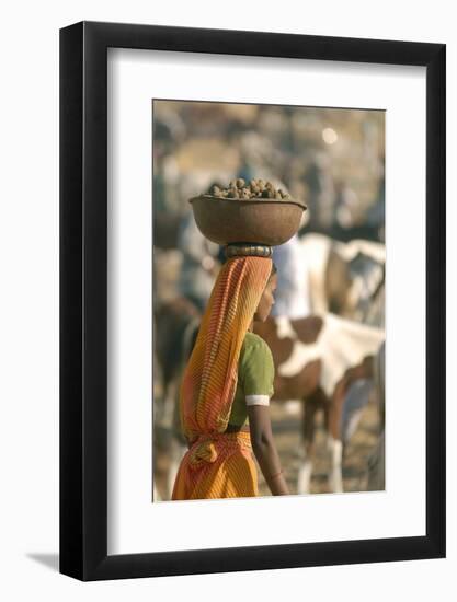 Collecting Camel Dung for Cooking Fires, Pushkar Camel Festival, Rajasthan, India-David Noyes-Framed Photographic Print