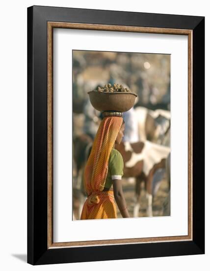 Collecting Camel Dung for Cooking Fires, Pushkar Camel Festival, Rajasthan, India-David Noyes-Framed Photographic Print