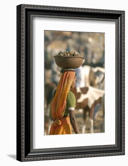 Collecting Camel Dung for Cooking Fires, Pushkar Camel Festival, Rajasthan, India-David Noyes-Framed Photographic Print