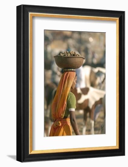 Collecting Camel Dung for Cooking Fires, Pushkar Camel Festival, Rajasthan, India-David Noyes-Framed Photographic Print