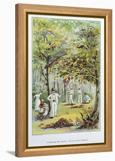 Collecting Cocoa, Venezuela, 1892-null-Framed Premier Image Canvas