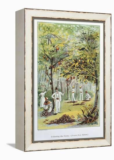 Collecting Cocoa, Venezuela, 1892-null-Framed Premier Image Canvas