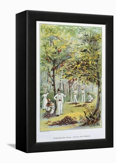 Collecting Cocoa, Venezuela, 1892-null-Framed Premier Image Canvas