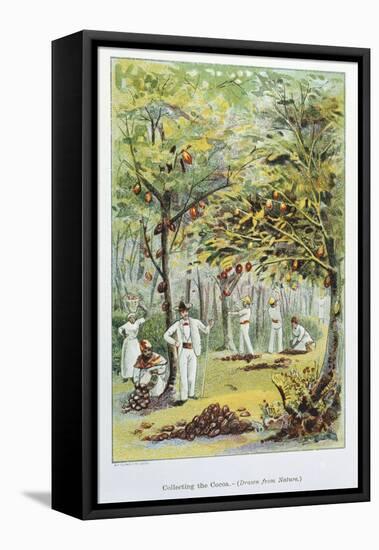 Collecting Cocoa, Venezuela, 1892-null-Framed Premier Image Canvas