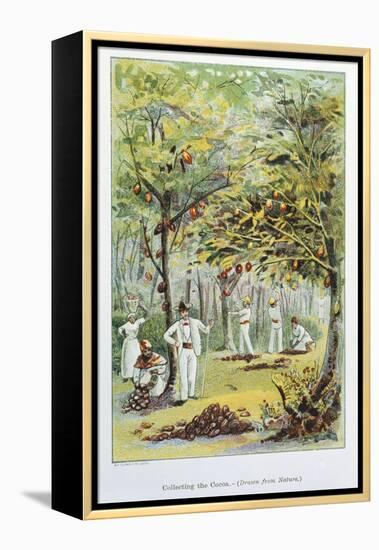Collecting Cocoa, Venezuela, 1892-null-Framed Premier Image Canvas