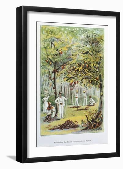Collecting Cocoa, Venezuela, 1892-null-Framed Premium Giclee Print