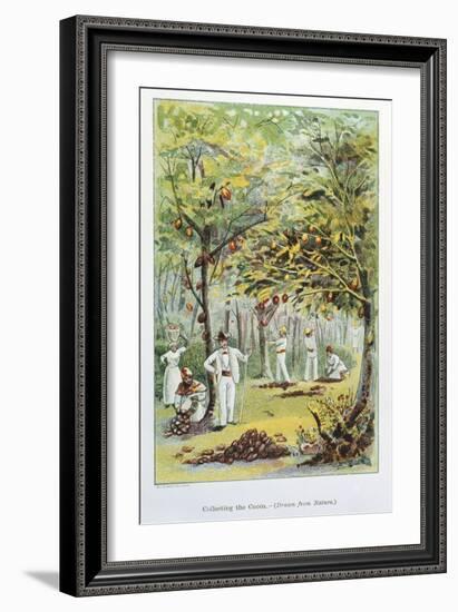 Collecting Cocoa, Venezuela, 1892-null-Framed Premium Giclee Print