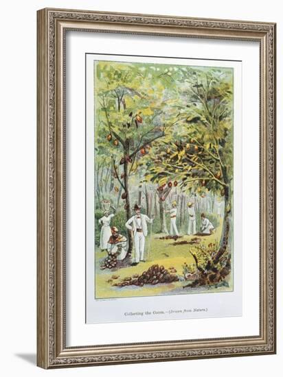 Collecting Cocoa, Venezuela, 1892-null-Framed Giclee Print