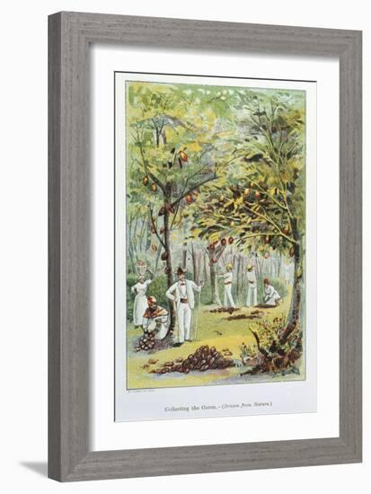 Collecting Cocoa, Venezuela, 1892-null-Framed Giclee Print