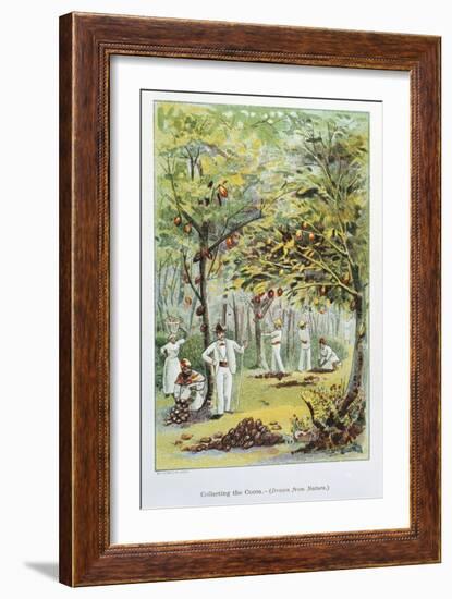 Collecting Cocoa, Venezuela, 1892-null-Framed Giclee Print