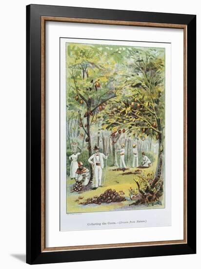 Collecting Cocoa, Venezuela, 1892-null-Framed Giclee Print