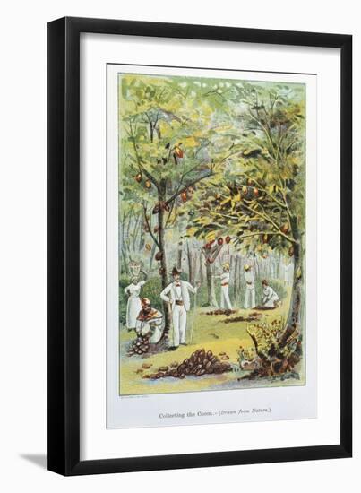 Collecting Cocoa, Venezuela, 1892-null-Framed Giclee Print