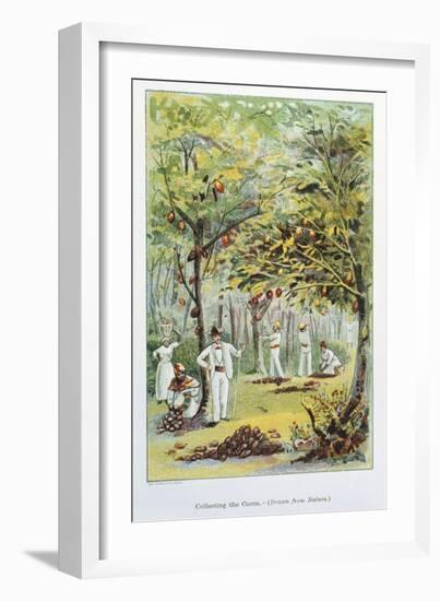 Collecting Cocoa, Venezuela, 1892-null-Framed Giclee Print