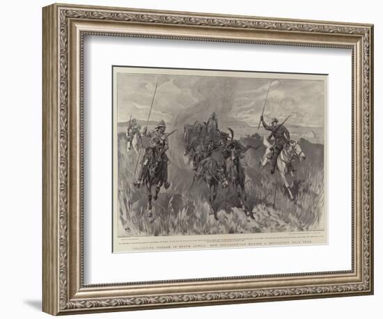 Collecting Forage in South Africa, How the Colonials Manage a Refractory Mule Team-John Charlton-Framed Giclee Print