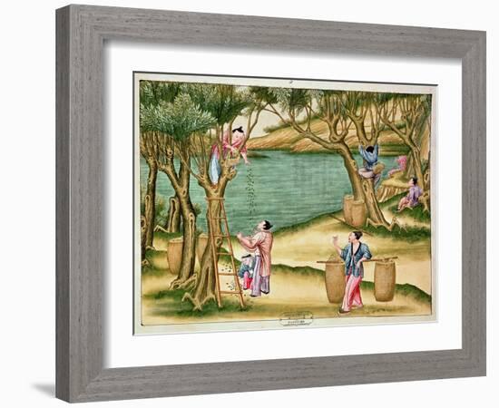 Collecting Mulberries, from a Book on the Silk Industry-null-Framed Giclee Print