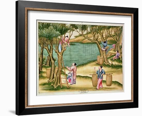 Collecting Mulberries, from a Book on the Silk Industry-null-Framed Giclee Print