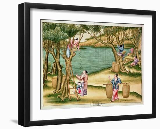 Collecting Mulberries, from a Book on the Silk Industry-null-Framed Giclee Print