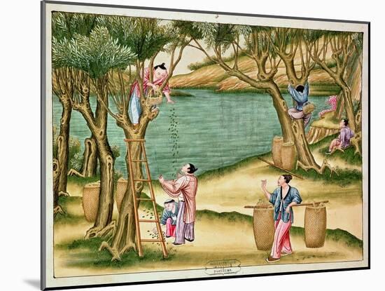 Collecting Mulberries, from a Book on the Silk Industry-null-Mounted Giclee Print