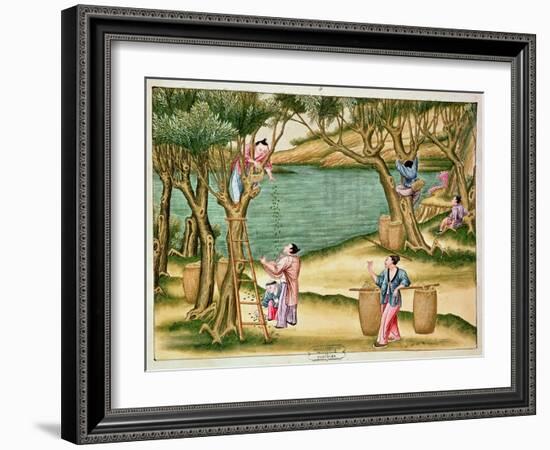 Collecting Mulberries, from a Book on the Silk Industry-null-Framed Giclee Print