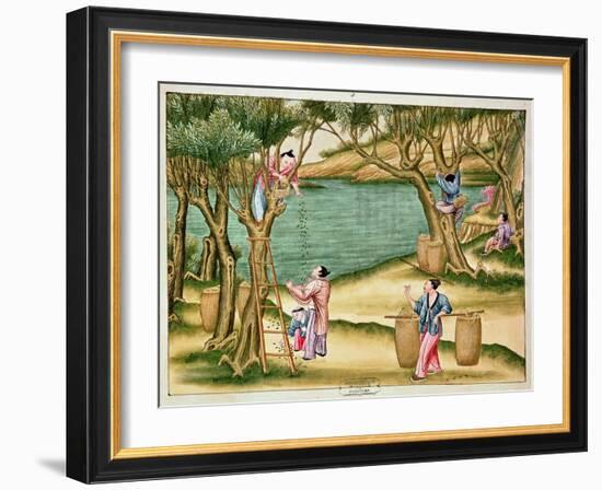 Collecting Mulberries, from a Book on the Silk Industry-null-Framed Giclee Print